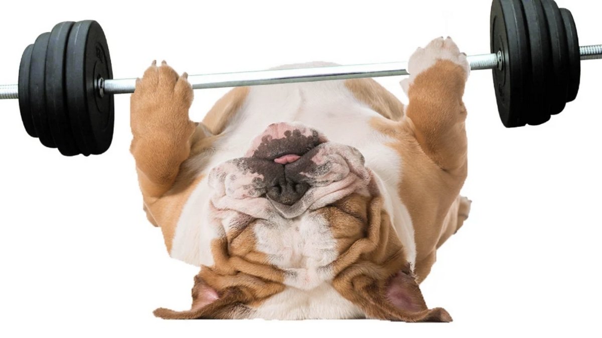 Ruff & Tuff III Supporting Austin Bulldog Rescue logo