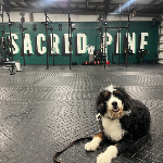 Sacred Pine Spring Classic logo